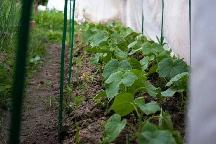 Niyə xiyarın məhsulu zəif olur? Düzgün becərilmə ÜSULLARI 