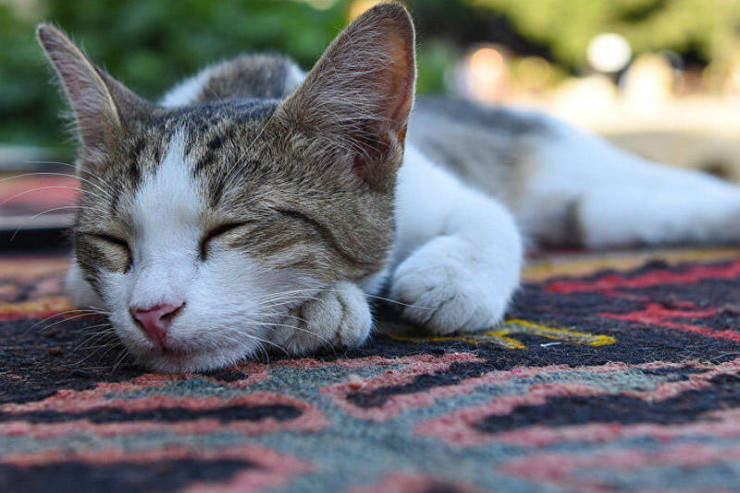 Pişiklər niyə qəfil quru yeməkdən  imtina edirlər? 