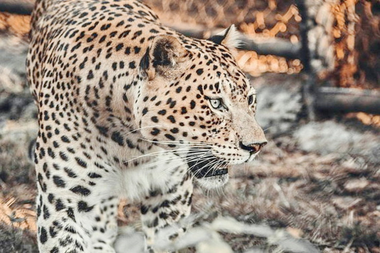 Bəbir uşağı ananın əlindən alıb parçaladı 