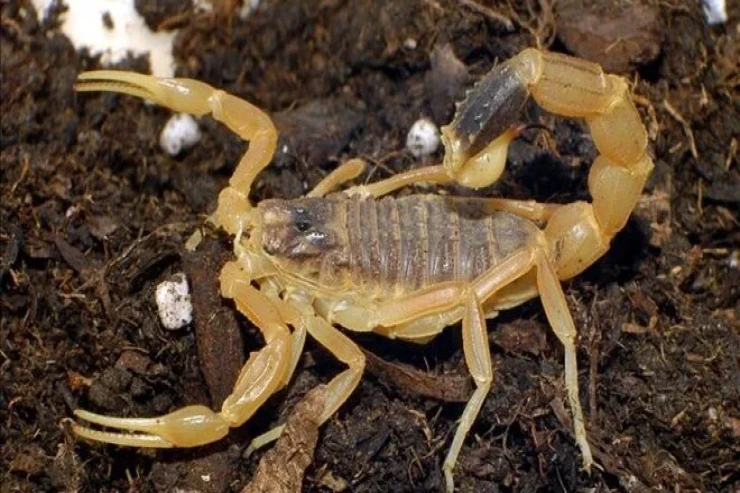 Əqrəblər şəhərləri zəbt edir: Sancmaların sayı 250 % artıb 