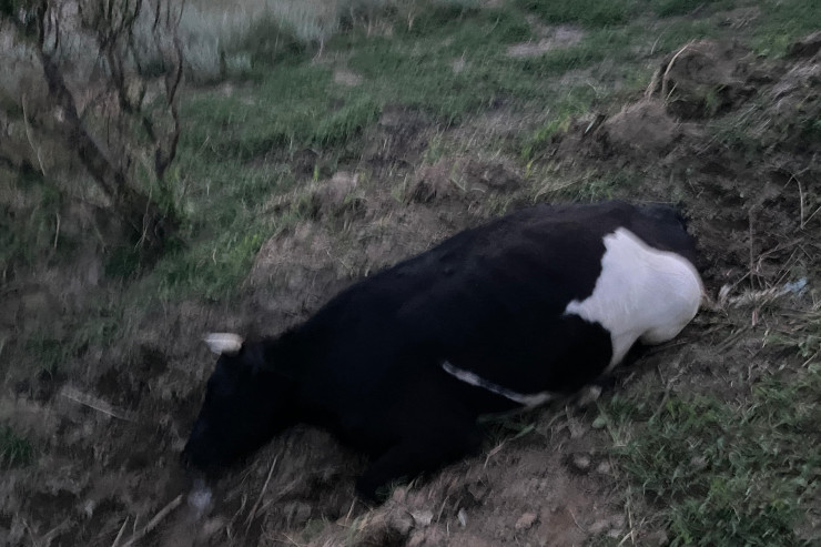 Goranboyda 64 baş iribuynuzlu heyvan zəhərlənib öldü 