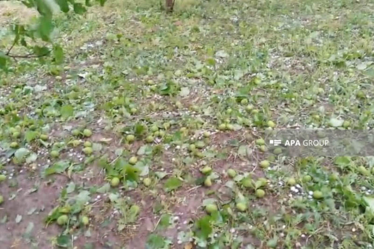 Tərtərdə dolu ciddi fəsadlar törətdi - VİDEO 