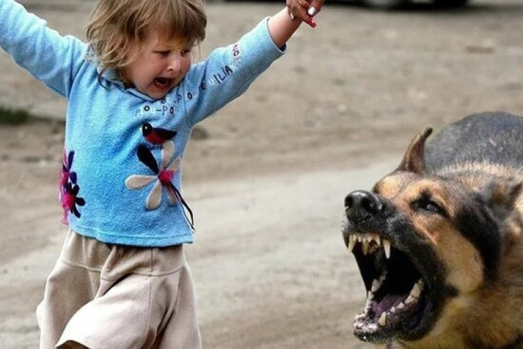 “İtlərin əlindən uşaqları məktəbə göndərə bilmirik” - Zabratın dərdi 