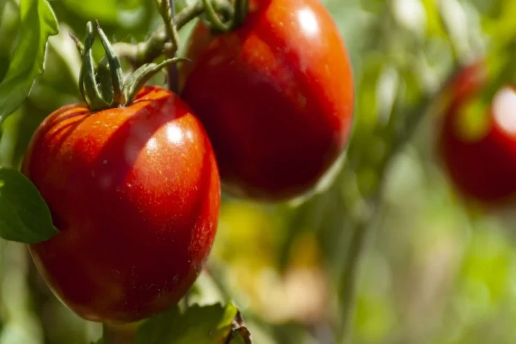 Pomidordan dadlı və üçqat məhsul  almaq üçün YENİ ÜSUL 