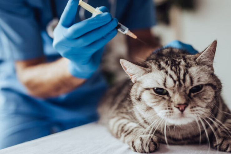 Pişiklərin müalicə problemi - Qiymətlər "əl yandırır" 