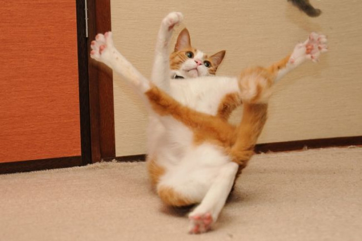 Pişiyiniz  psixopatdırmı?  - Belə test edin 