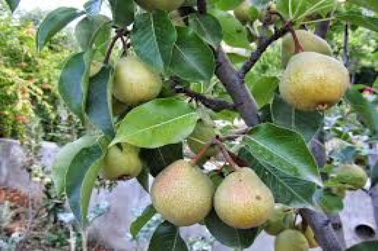 Azərbaycanın bu kəndində armud ağacları niyə müqəddəs hesab olunur? -VİDEO 