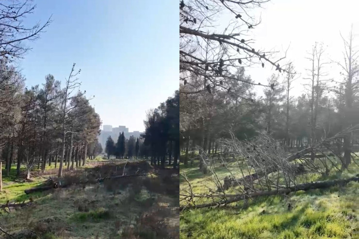 Bakıda yaşıllıq göz görə-görə məhv olur -VİDEO 