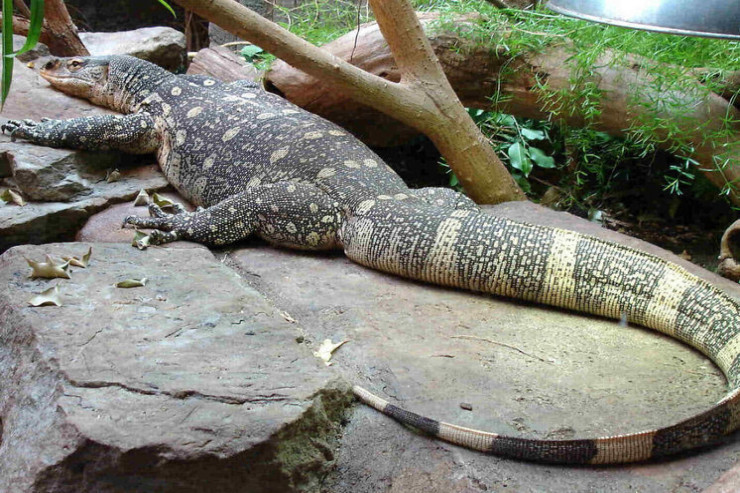 Varan yeni doğulmuş körpəni yedi 