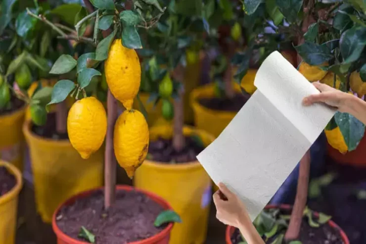 Bu üsulla evinizi limon bağçasına çevirin 