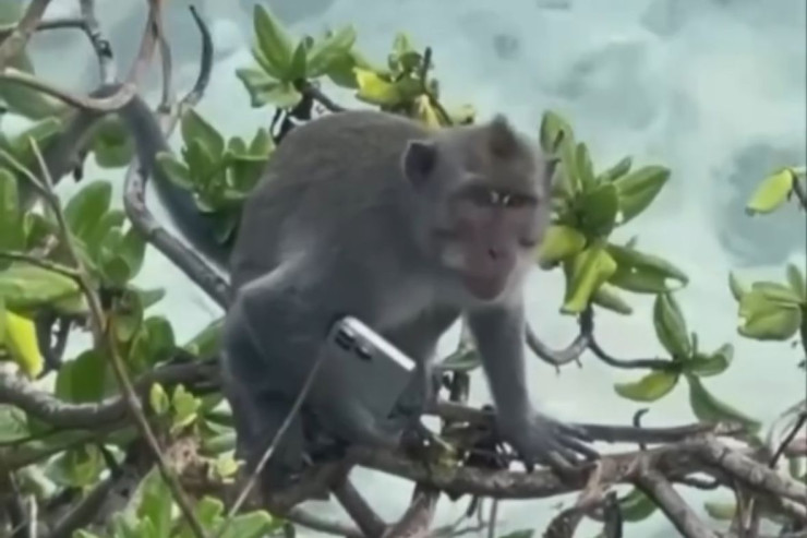 iPhone 16 işlədən meymun – VİDEO 