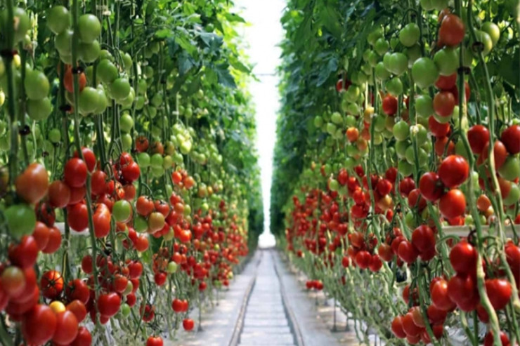 İri və şirəli pomidor yetişdirməyin sirri - Yalnız iki vasitə ilə 