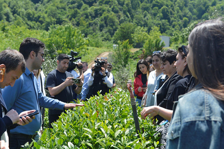 “Azerçay” çay plantasiyalarına mediatur təşkil etdi