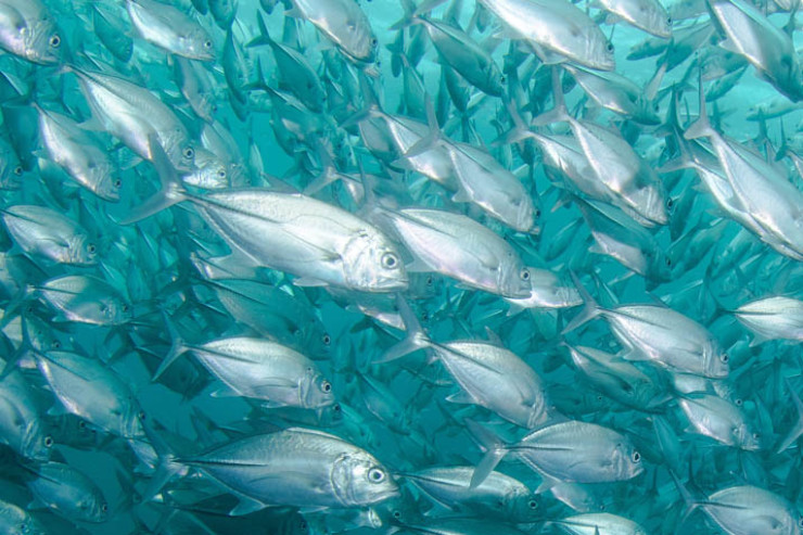 Tərkibində ən təhlükəli parazit və zəhər  olan balıqlar