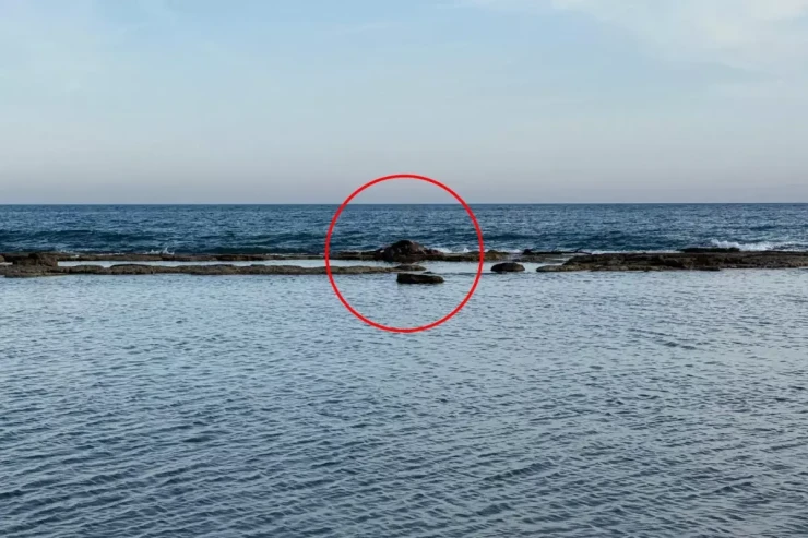 Dənizdə inək leşi   görənlər şoka düşdü