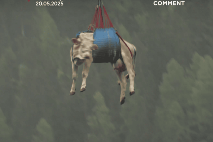 Uçan inəklər:  bu, dünyanın sonu deyil, lakin... - VİDEO 