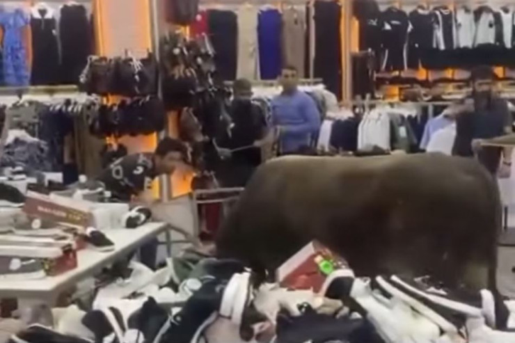 Masazırda dana ticarət mərkəzinə girdi - VİDEO 