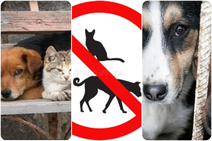 Bu parka istirahətə gələnlər heyvanı ilə girə bilməz -VİDEO 