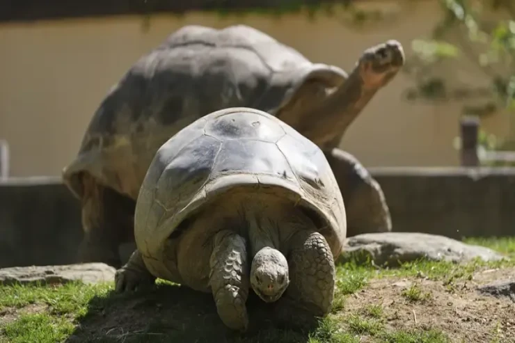 97 yaşında dünya rekordu qıraraq ana oldu 