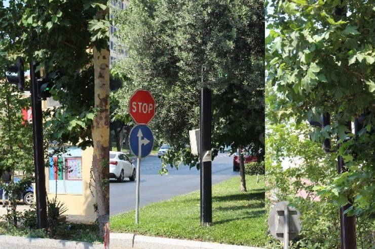 Bakıda ağacların arxasında gizlənən işıqforlar -VİDEO 