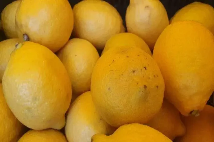 Limonları necə düzgün seçmək  olar?