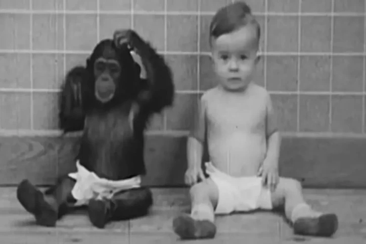 Valideynlər 9 aylıq oğlanı şimpanze ilə böyütdülər:  faciəvi şəkildə sona çatdı 