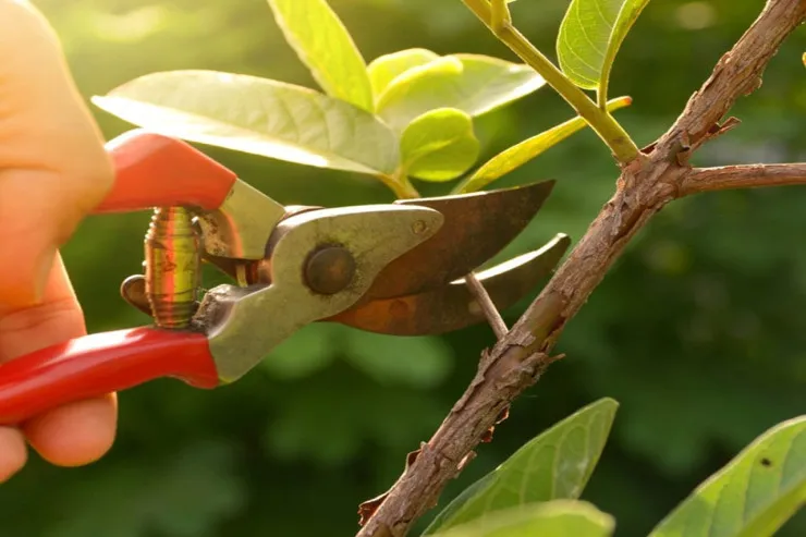 Noyabr ayında bu bitkiləri budamaq lazımdır 