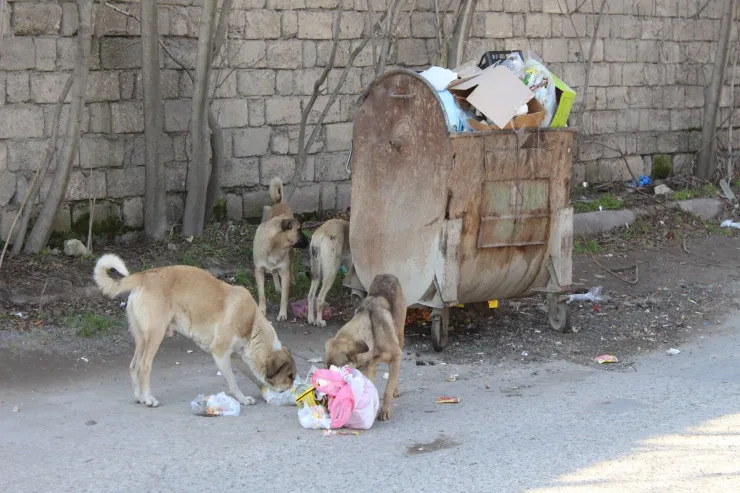 Bakıda küçə itinə  yemək verən  qadın DÖYÜLDÜ 