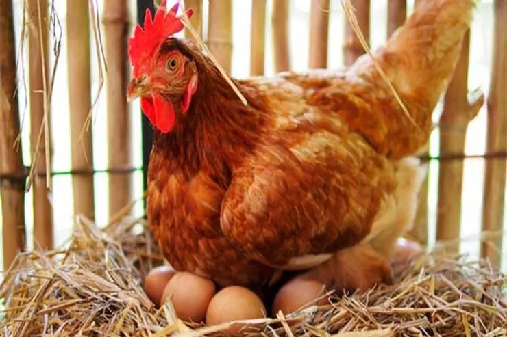 Payızda toyuqların yumurtlaması üçün  nə etməli - təcrübəli fermerlərin tövsiyəsi 