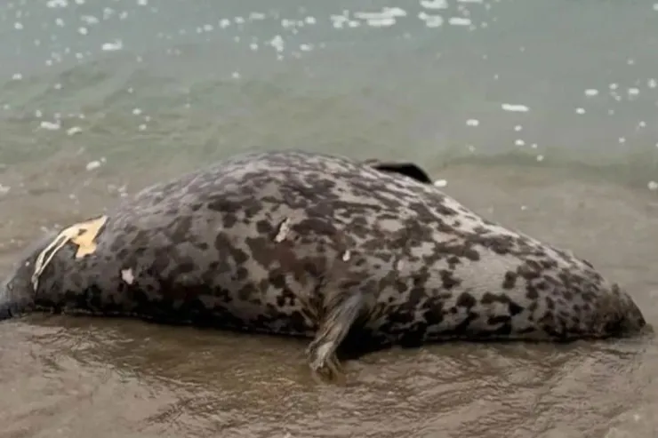 Xəzərin sahilində 112 suiti cəsədi  tapıldı