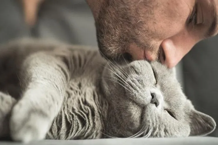 Pişiyi öpmək olarmı?  - Sevgini göstərməyin təhlükəsiz yolları