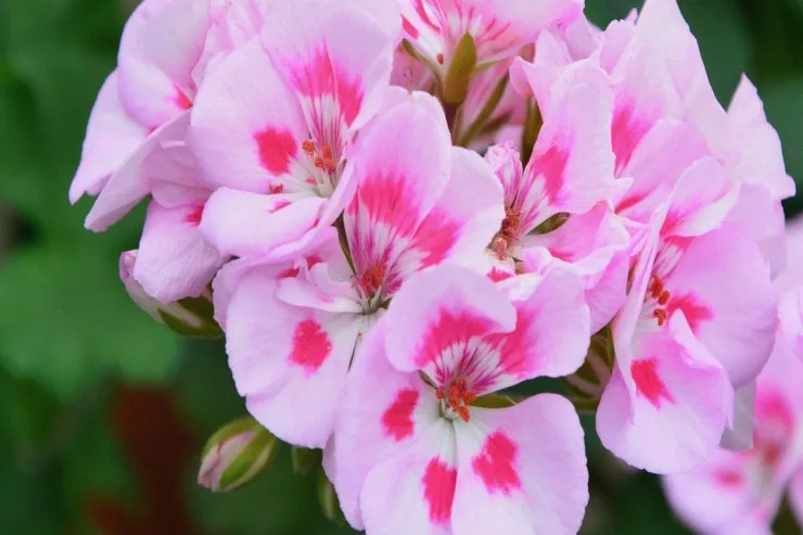 Subay qızlar bu gülləri  evdə saxlamasın, yoxsa... 