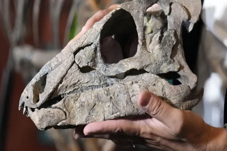 Dinozavr  ətinin dadı   necədir? - Gözlənilməz  CAVAB 