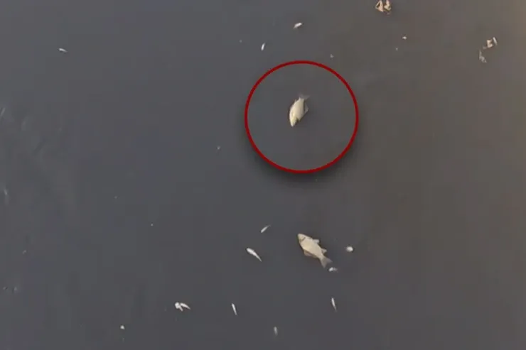 Bakıda kanalda balıqlar tələf oldu - VİDEO -YENİLƏNİB 