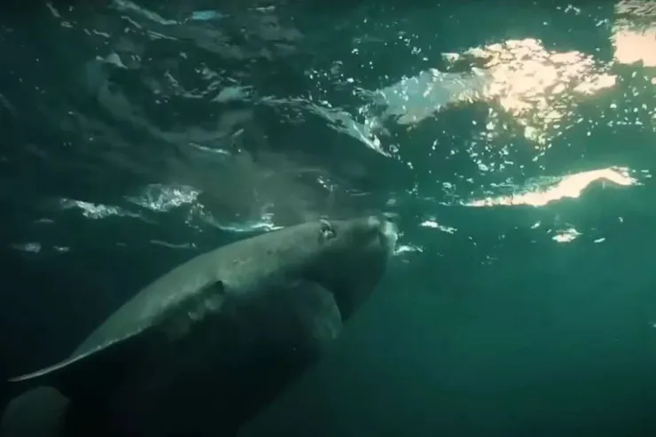 500 ildən çox yaşayırlar:  alimlər ən uzun ömürlü heyvanları açıqladı