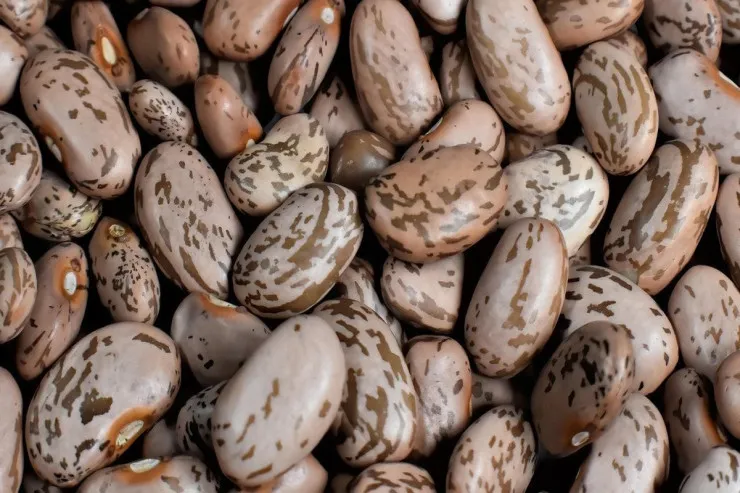 Lobyanı necə saxlamaq lazımdır ki, içində qurd və ya böcək əmələ gəlməsin? 