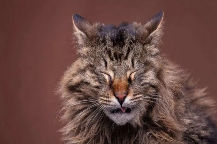 Pişiklər  ağlaya bilərmi?