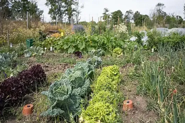 Qəbiristanlıqlarda tərəvəz əkdilər 