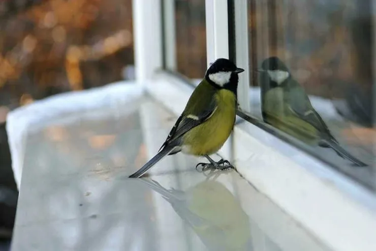 Quşun pəncərəyə çırpılması  - Xalq əlamətlərinə görə bu nə deməkdir? 