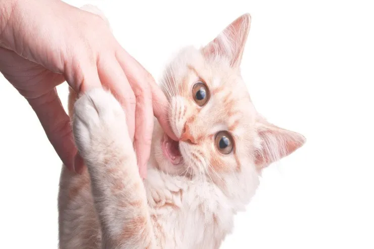 Pişiklər  niyə dişləməyə meyillidir?