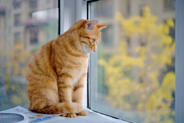 Pişiyinizin hansı əhvalda olduğunu başa düşmək üçün onun davranışına baxmaq kifayətdir 