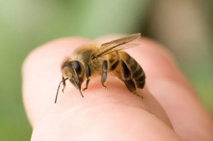 Məktəb direktorunu 900-ə yaxın arı sancıb öldürdü 