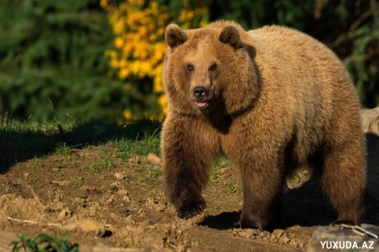 Yuxuda ayı görmək  nə deməkdir?