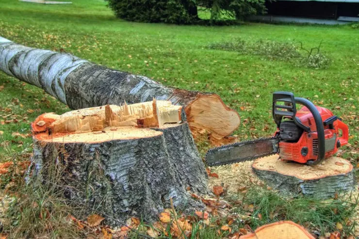 İsmayıllıda ağacları qıranlar SAXLANILDI 