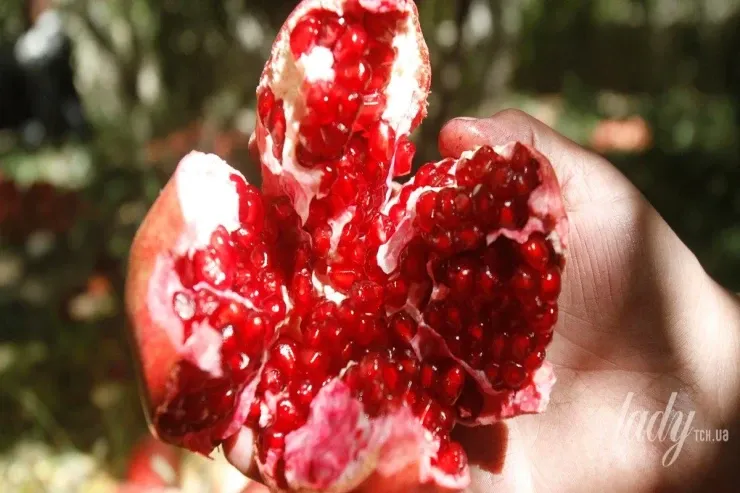 Nar həqiqətən qocalma əleyhinə  qidadırmı?