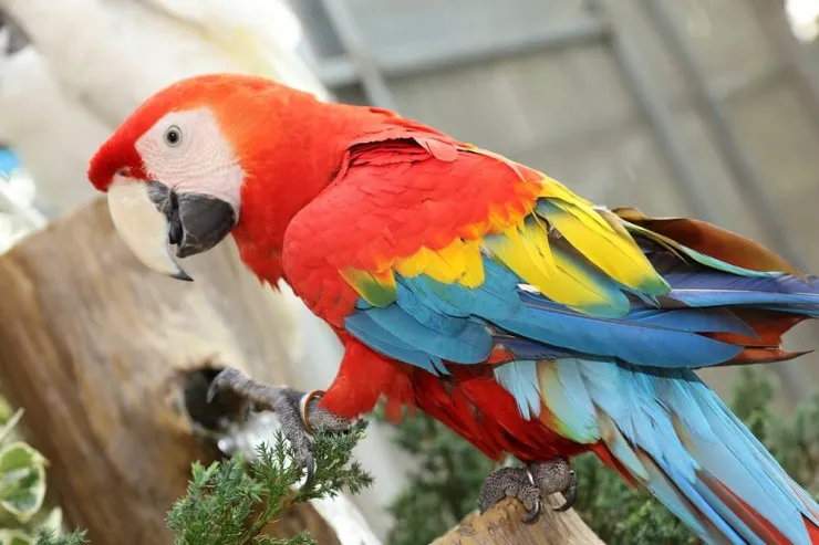 Papuqay kafedən  kofe "oğurladı",   polis çağırıldı