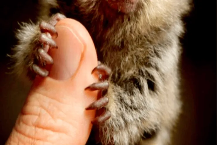Dünyanın  ən kiçik meymunu  ovuca sığa bilər: o necə görünür?