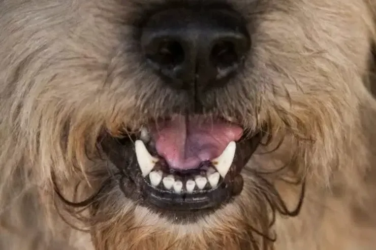 Ən nadir 5 it cinsi 