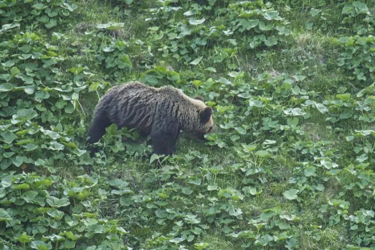 Ayı tualetdə kişiyə hücum etdi 