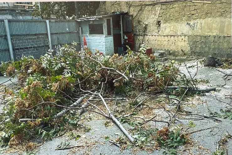 Bakıda AĞAC QƏTLİAMI:  4 nəfər tutuldu